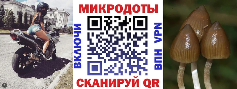 KRAKEN ССЫЛКА Ярославль Псилоцибиновые грибы Psilocybe